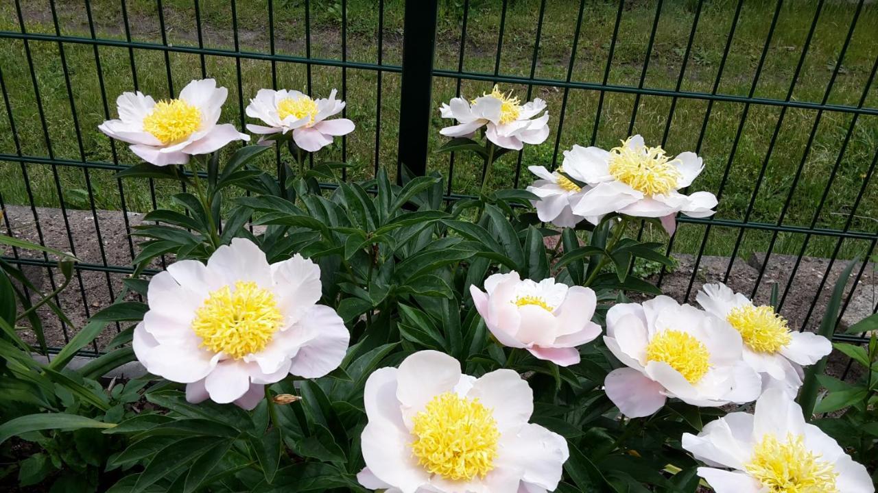 Gartenblick Trebbin Kültér fotó