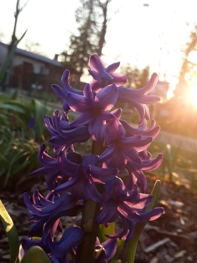 Gartenblick Trebbin Kültér fotó